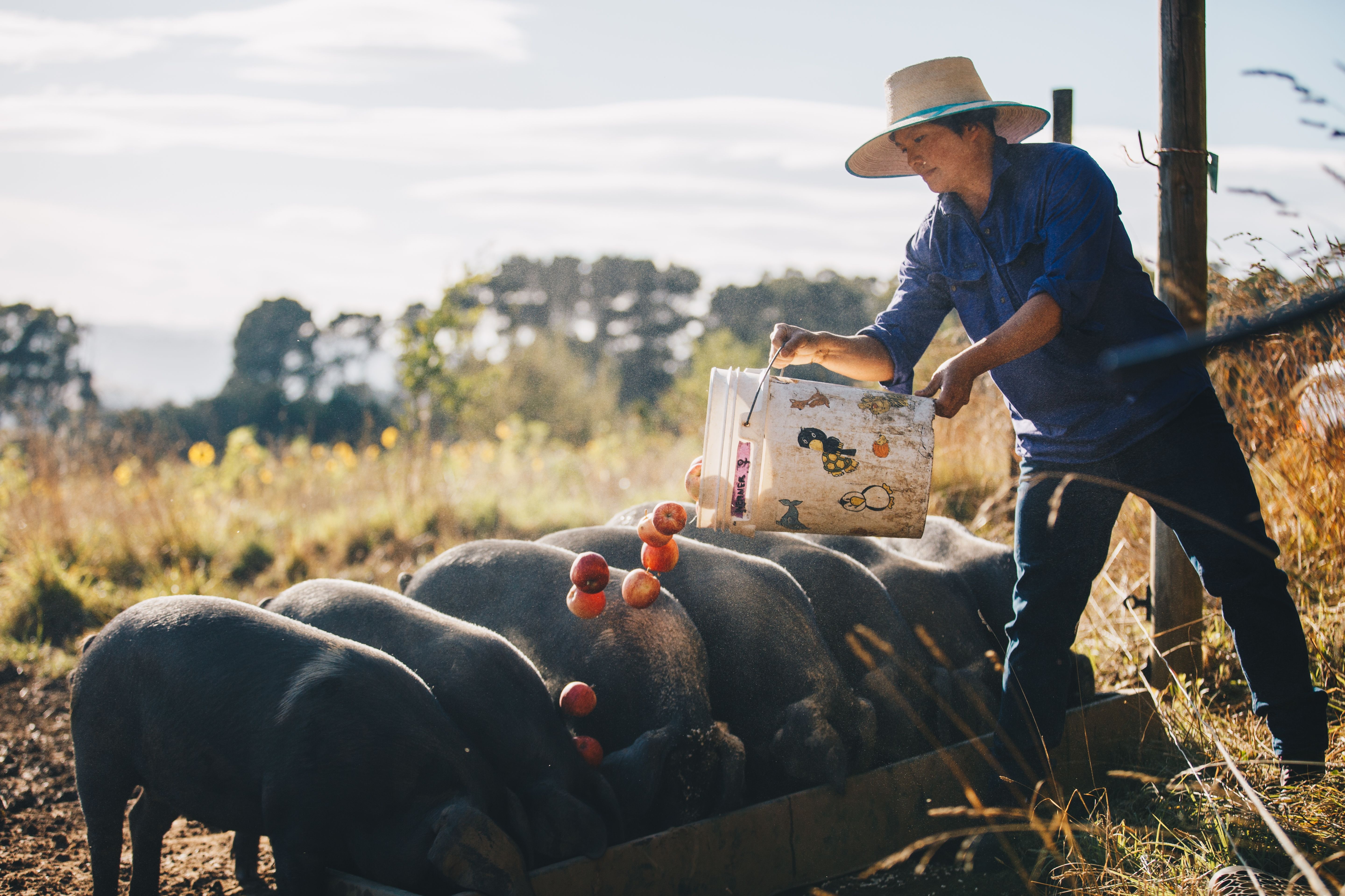 Woman feeding pigs on a farm